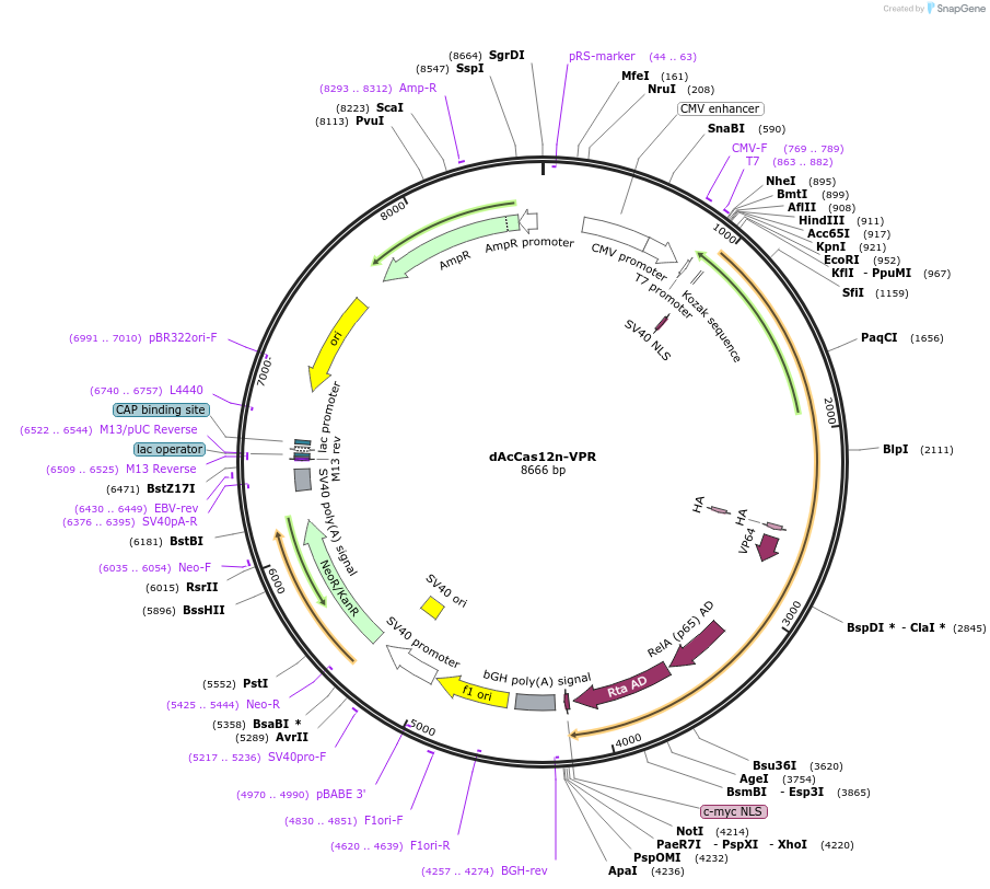 250600-plasmid-map-sequence-id-497453