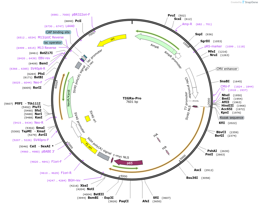 250592-plasmid-map-sequence-id-497454