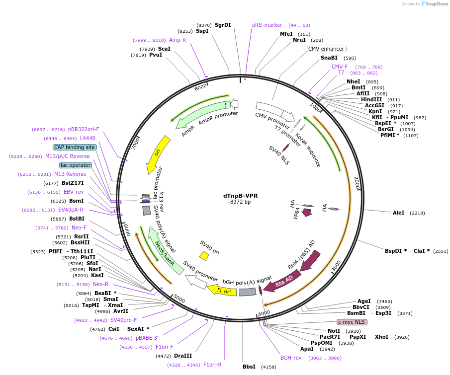 250604-plasmid-map-sequence-id-497455