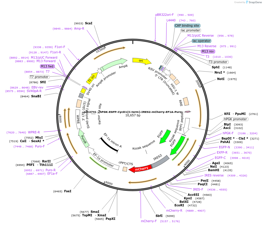 250272-plasmid-map-sequence-id-497457