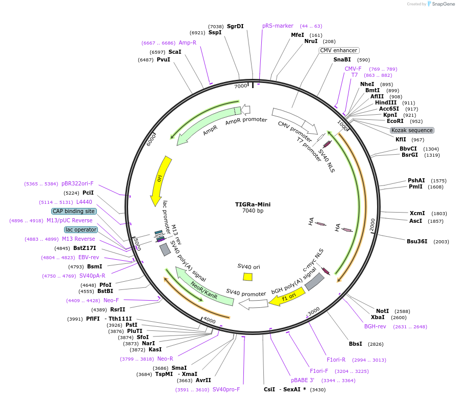 250591-plasmid-map-sequence-id-497460