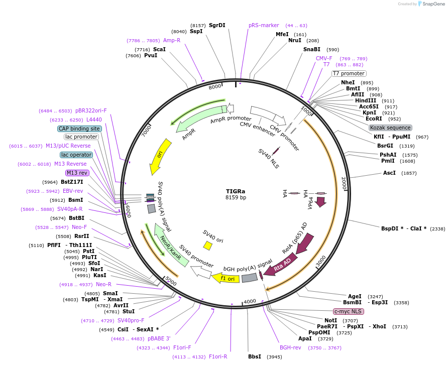 250590-plasmid-map-sequence-id-497461