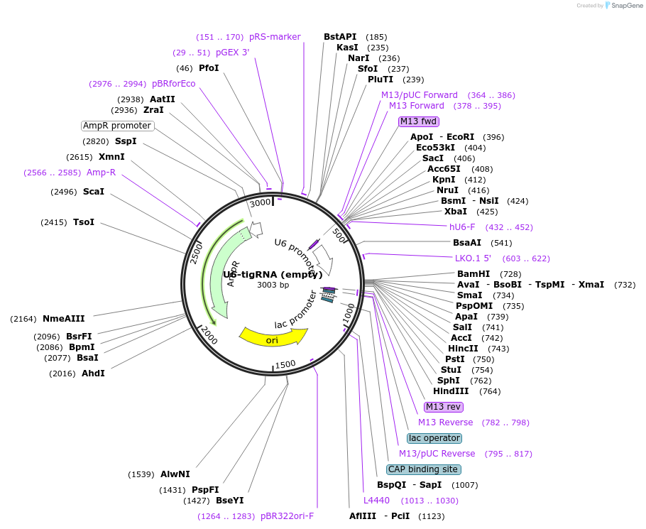 250597-plasmid-map-sequence-id-497467