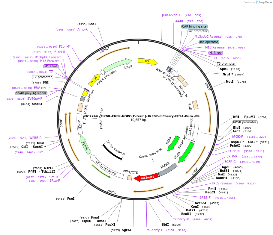 250275-plasmid-map-sequence-id-497468