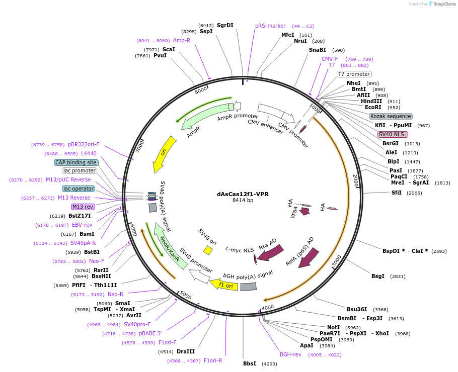 250598-plasmid-map-sequence-id-497471