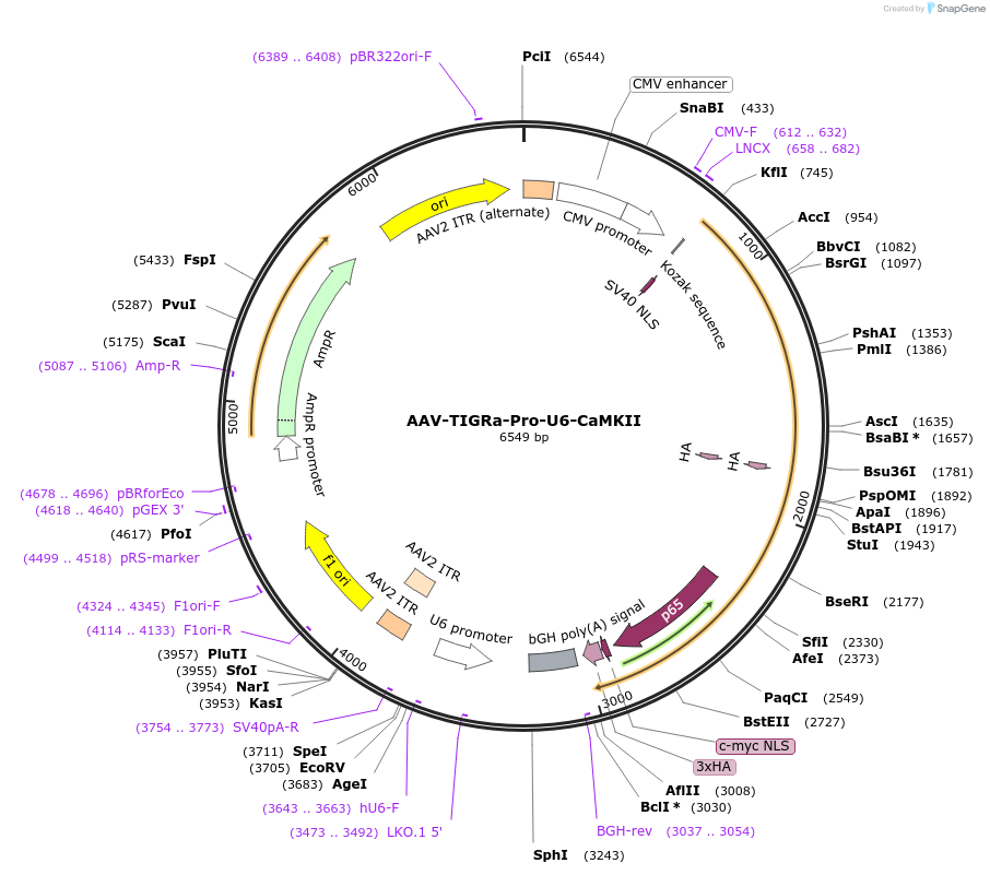 250595-plasmid-map-sequence-id-497472