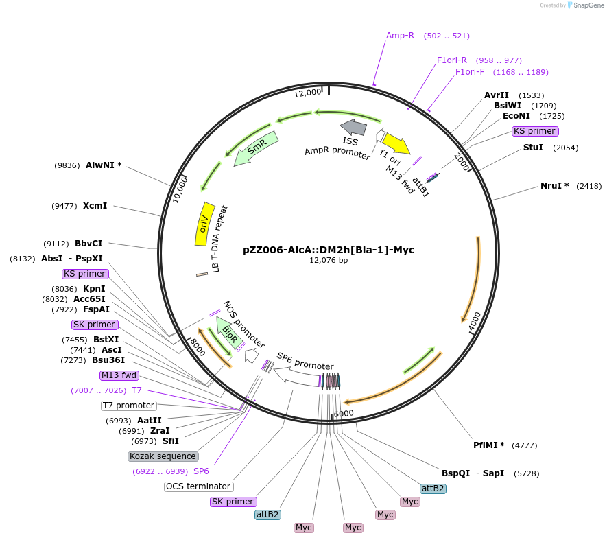 246384-plasmid-map-sequence-id-497486