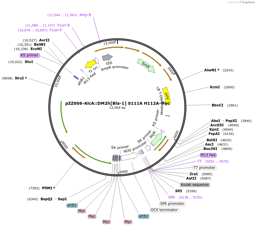 246382-plasmid-map-sequence-id-497488