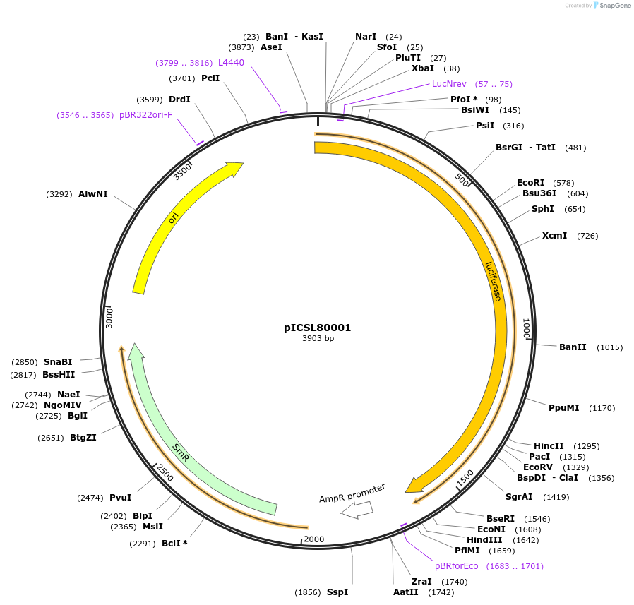 50326-plasmid-map-sequence-id-497538