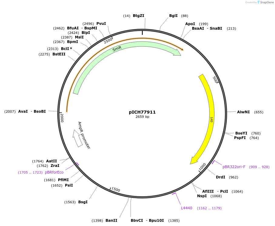 50342-plasmid-map-sequence-id-497540