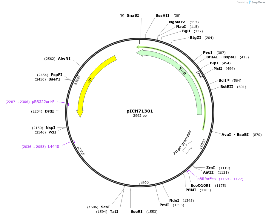 50281-plasmid-map-sequence-id-497559