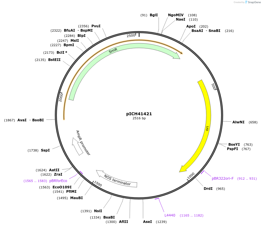 50339-plasmid-map-sequence-id-497578