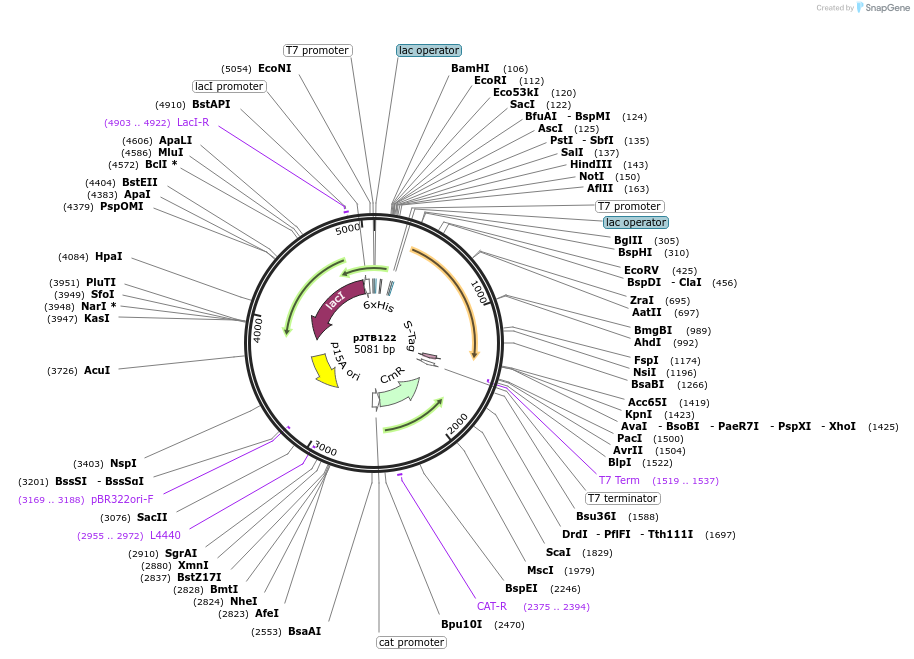 248913-plasmid-map-sequence-id-497704