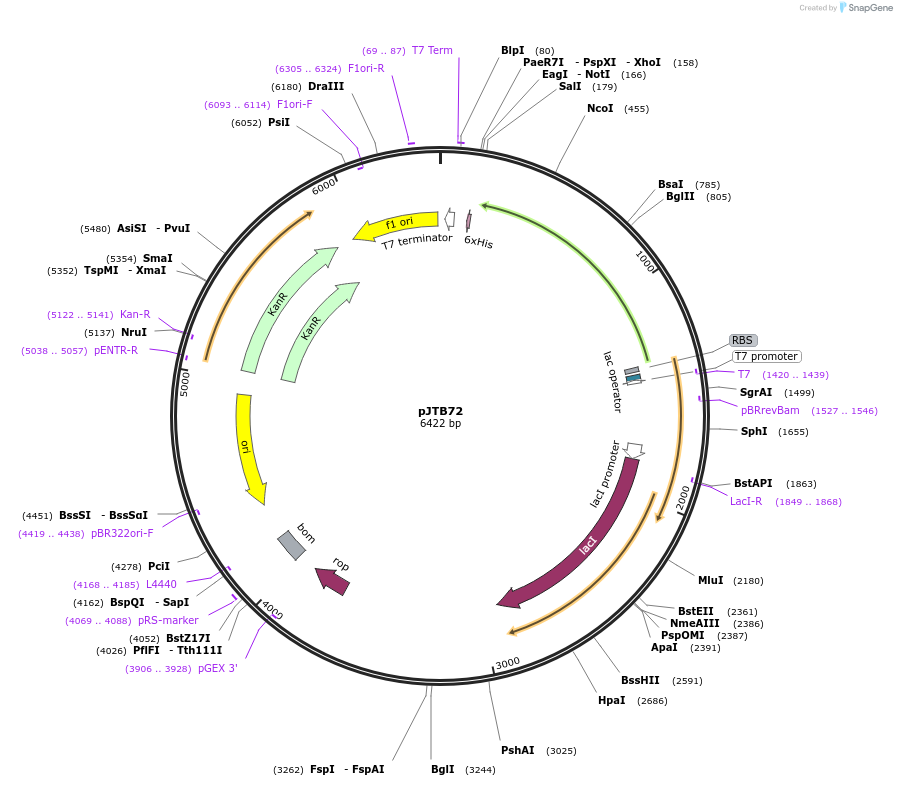 248908-plasmid-map-sequence-id-497707