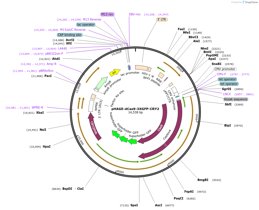 249578-plasmid-map-sequence-id-497737