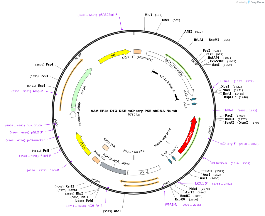 250238-plasmid-map-sequence-id-497742