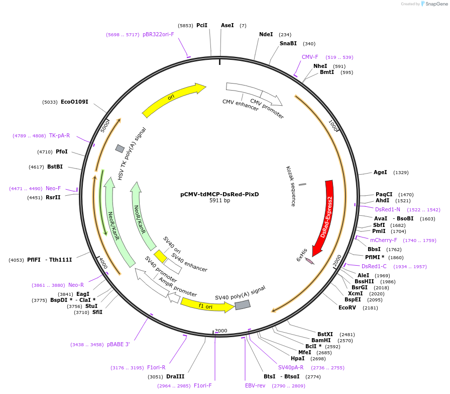 250234-plasmid-map-sequence-id-497792