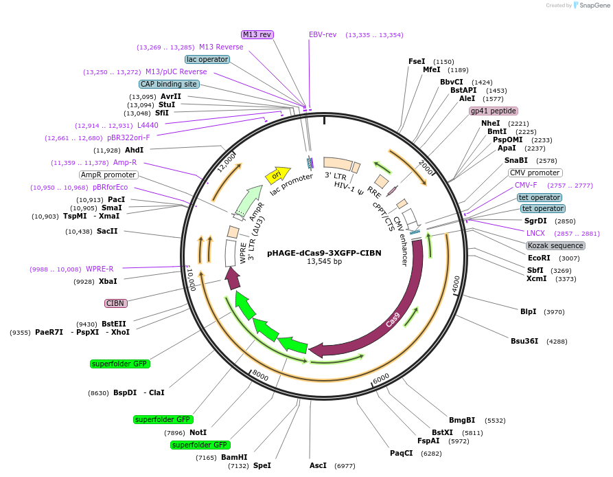 249581-plasmid-map-sequence-id-497808
