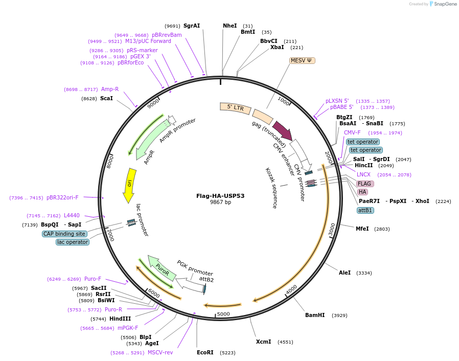 22606-plasmid-map-sequence-id-497817