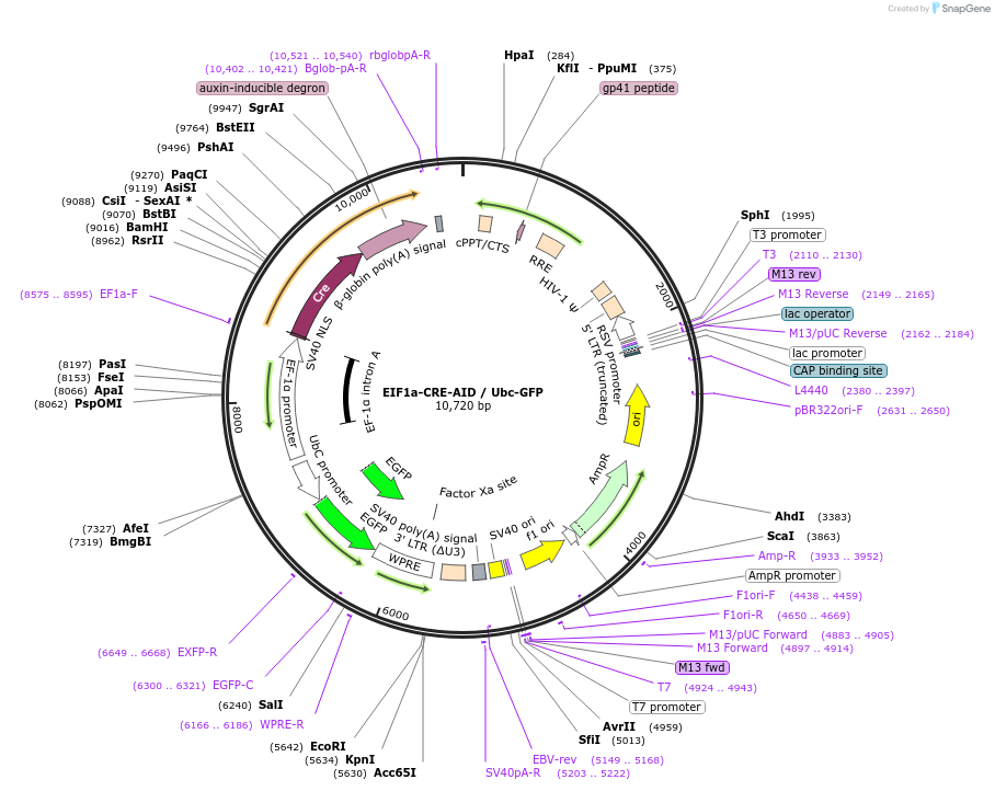 249049-plasmid-map-sequence-id-497858