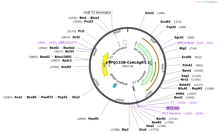 245875-plasmid-map-sequence-id-497885