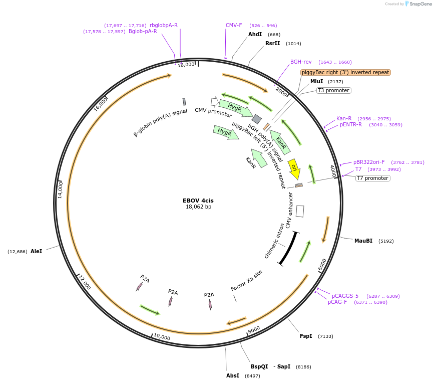 249332-plasmid-map-sequence-id-497977