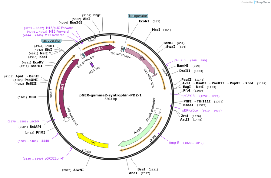 250073-plasmid-map-sequence-id-497982