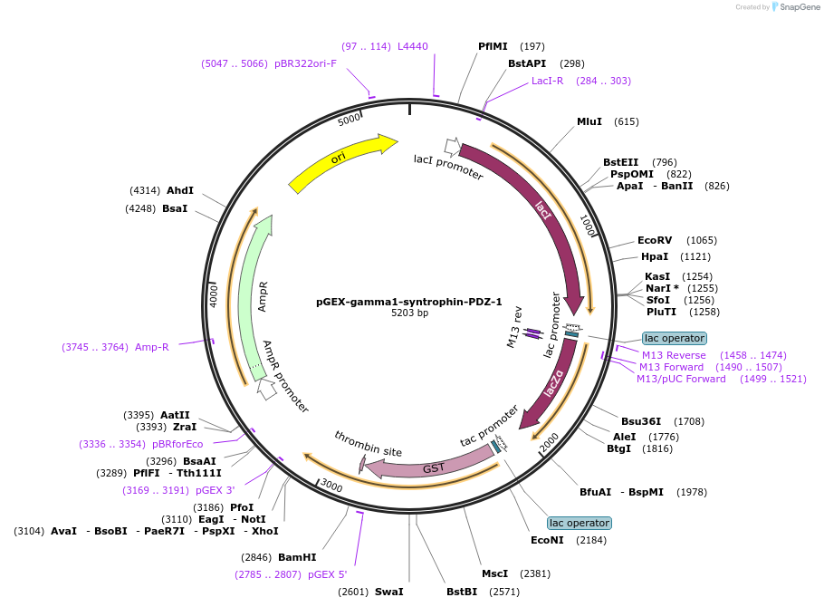 250072-plasmid-map-sequence-id-497988