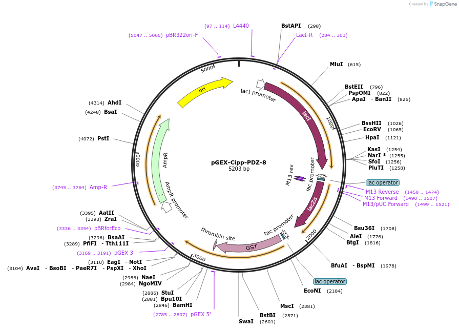 250078-plasmid-map-sequence-id-497992