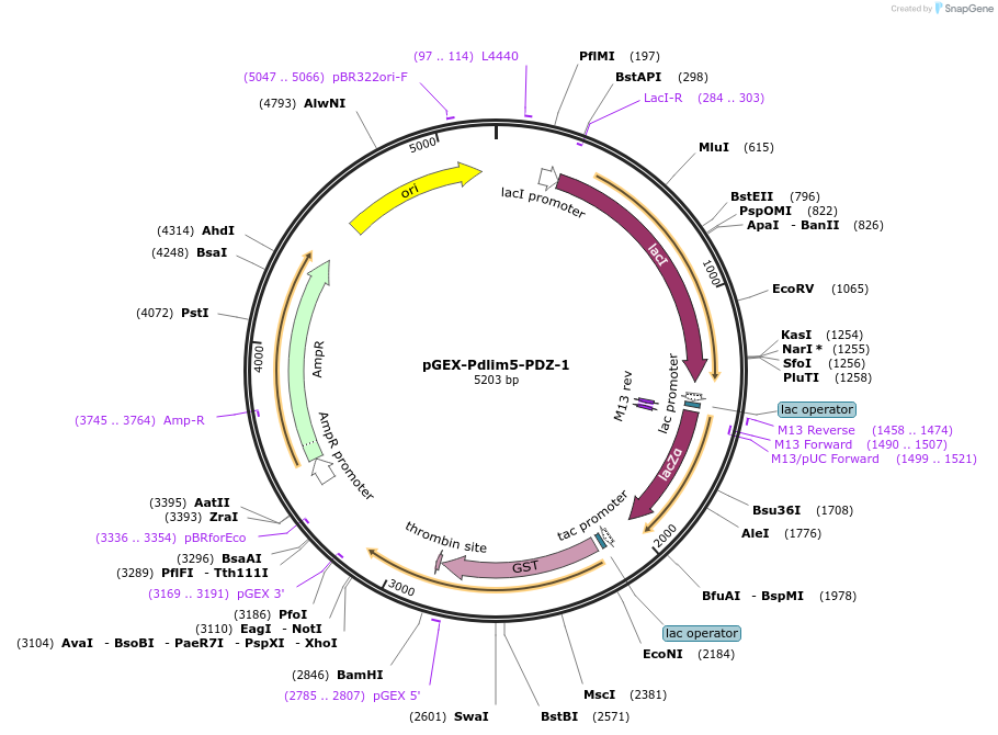 250125-plasmid-map-sequence-id-498024