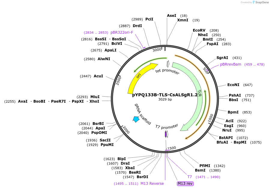 245878-plasmid-map-sequence-id-498052