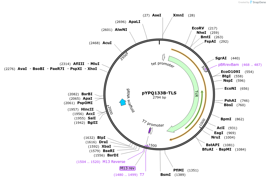 245882-plasmid-map-sequence-id-498070