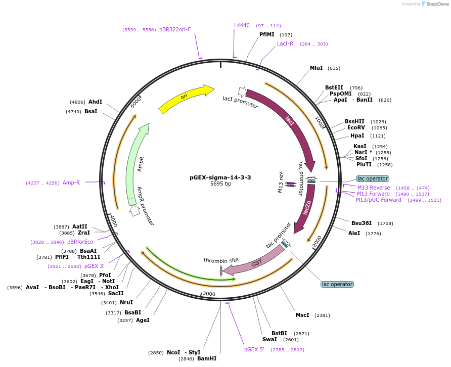 250061-plasmid-map-sequence-id-498072