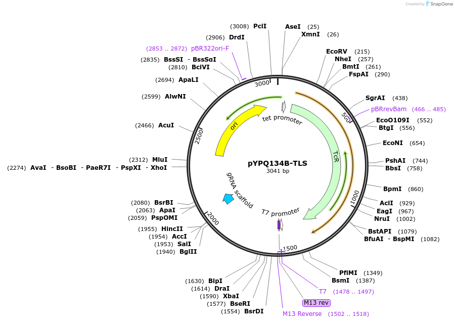 245879-plasmid-map-sequence-id-498075