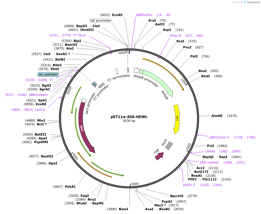 39233-plasmid-map-sequence-id-49808