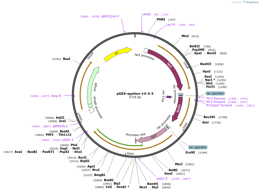 250063-plasmid-map-sequence-id-498080