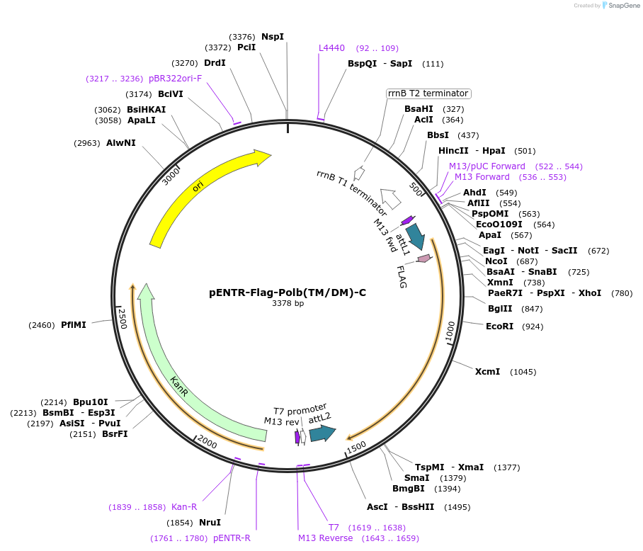 216776-plasmid-map-sequence-id-498095