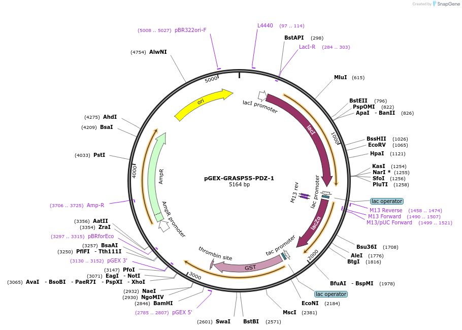 250087-plasmid-map-sequence-id-498099