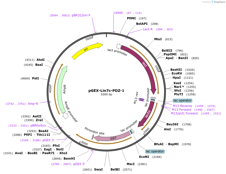 250096-plasmid-map-sequence-id-498103