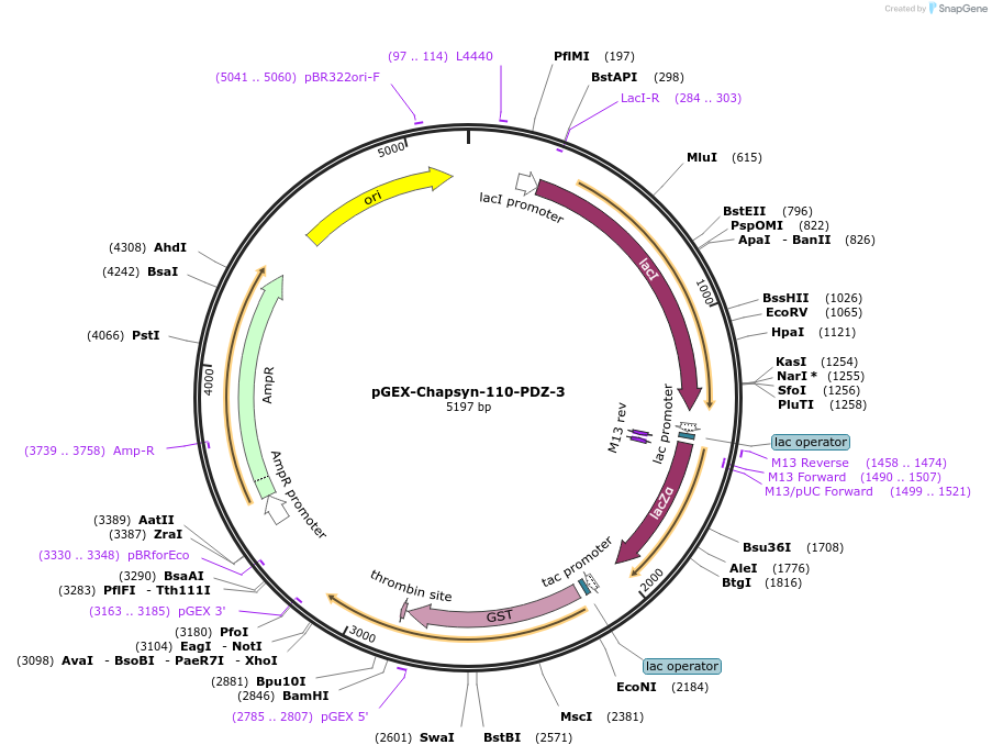 250075-plasmid-map-sequence-id-498104