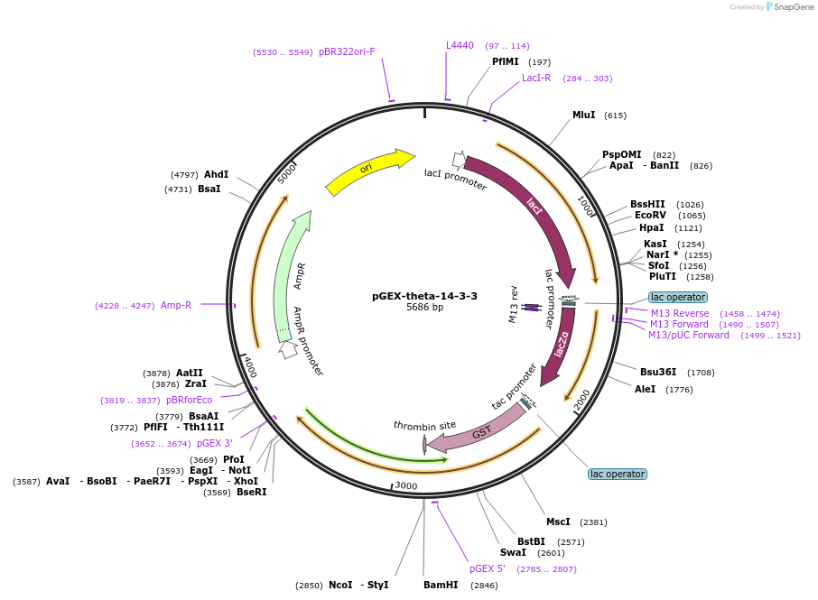 250066-plasmid-map-sequence-id-498105