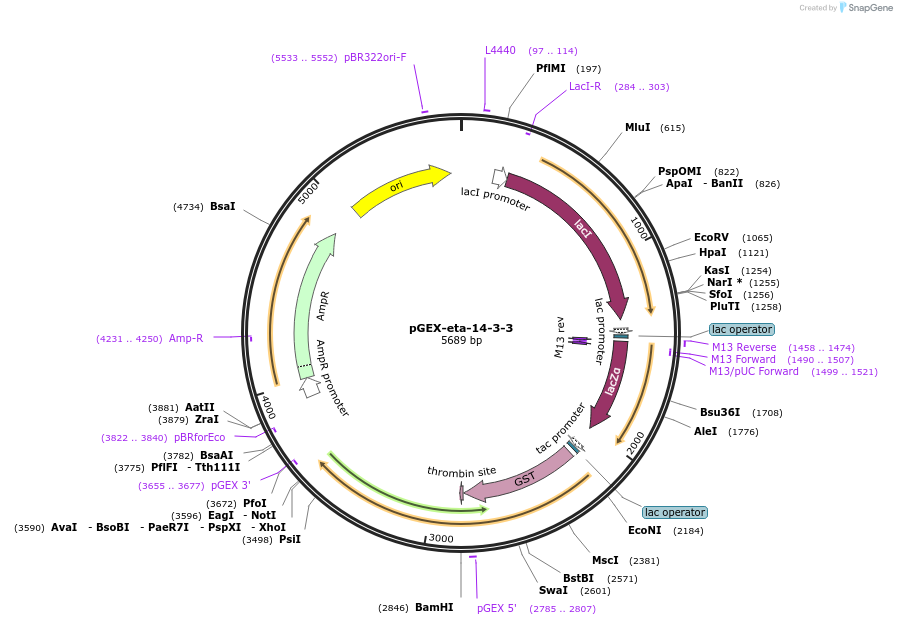 250065-plasmid-map-sequence-id-498106