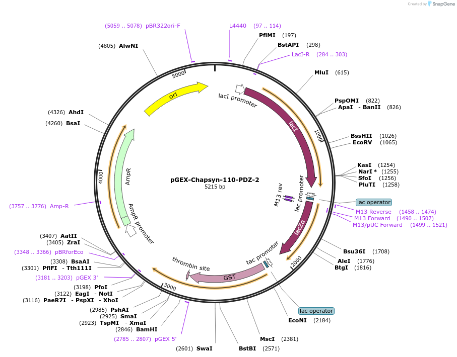 250074-plasmid-map-sequence-id-498110