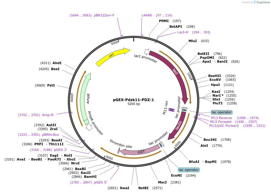 250128-plasmid-map-sequence-id-498112