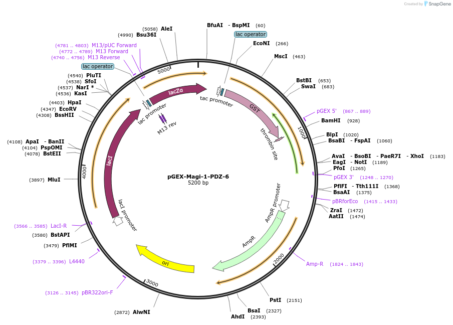 250102-plasmid-map-sequence-id-498152