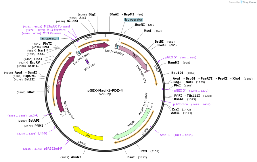 250101-plasmid-map-sequence-id-498153