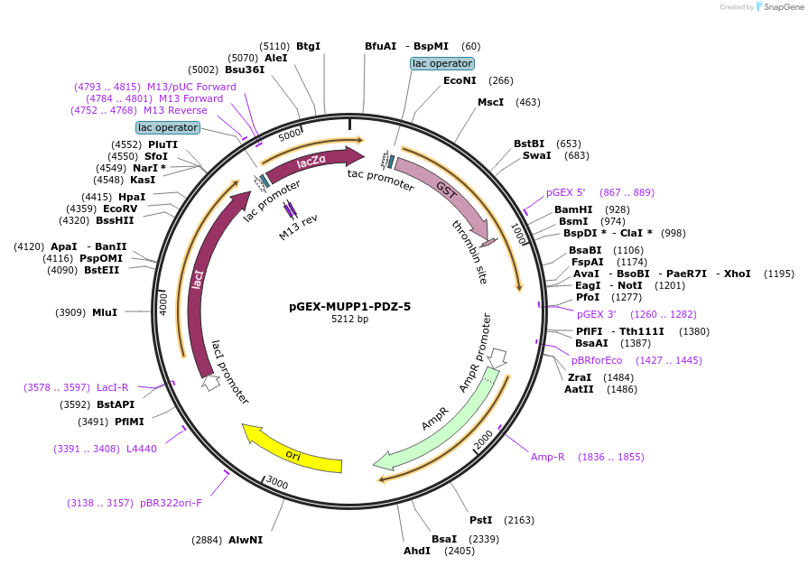 250111-plasmid-map-sequence-id-498155