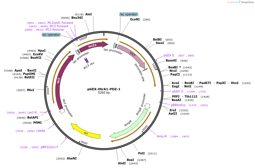 250091-plasmid-map-sequence-id-498163
