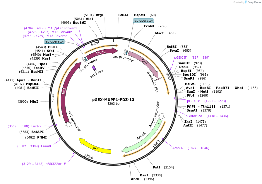 250115-plasmid-map-sequence-id-498167