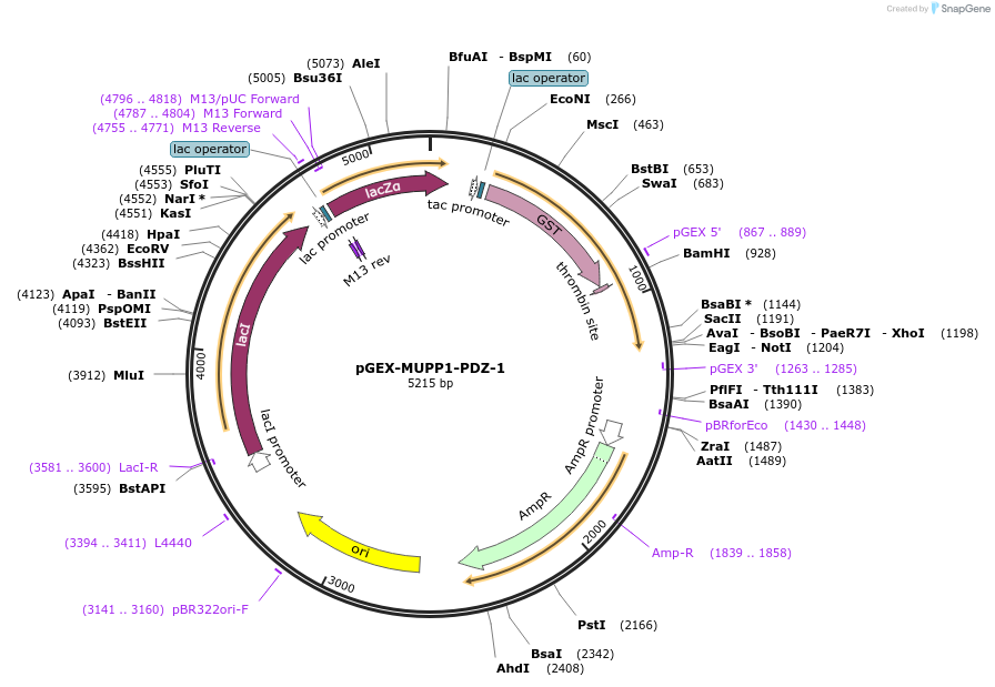 250110-plasmid-map-sequence-id-498171